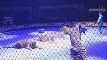 В воздухе не только тигры: в Донецке с аншлагом прошло премьерное выступление цирка Ярослава Запашного