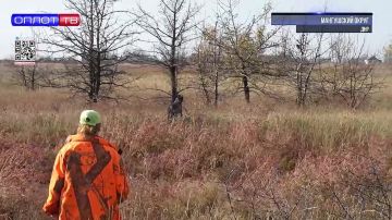 Первые в Республике соревнования для легавых собак по боровой дичи