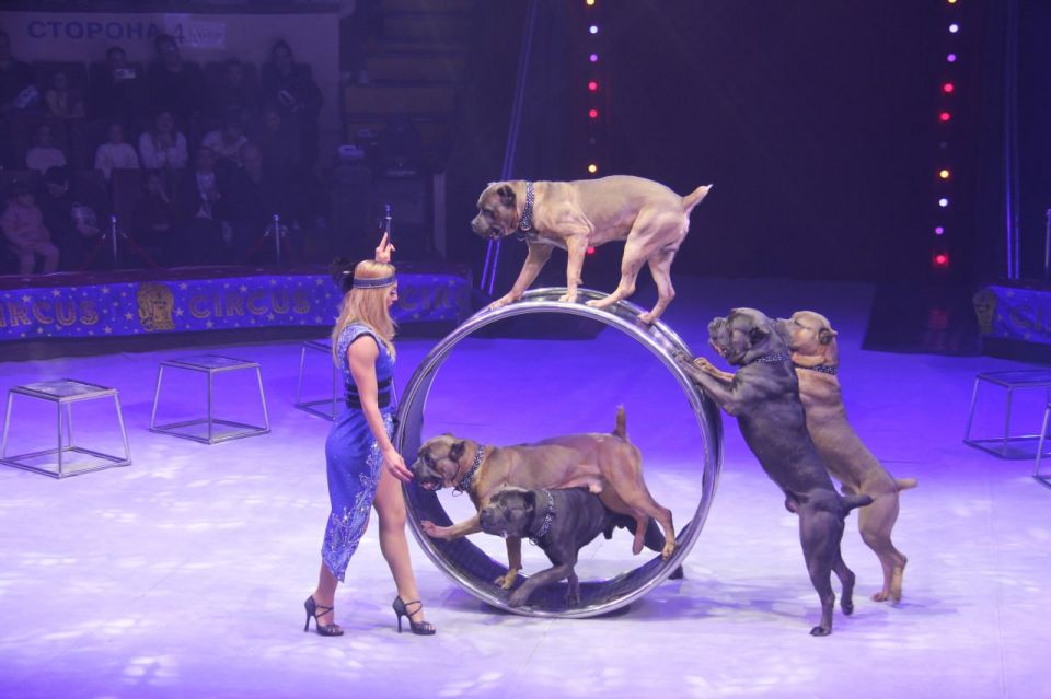 Династия Запашных представила Донецкому зрителю новое цирковое шоу Династия Запашных представила Донецкому зрителю новое цирковое шоу