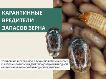Карантинные вредители запасов зерна