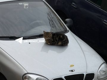 Донецкий осенний котейка пригрелся, пока мотор не остыл