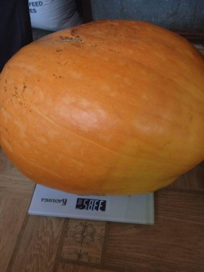 Самую большую тыкву Донбасса вырастила многодетная семья из Горловки