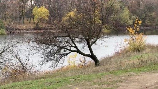 Александр Шатов: Начнем день с видео полета милейшего семейства лебедей, которое поселилось на шахтерском городском пруду