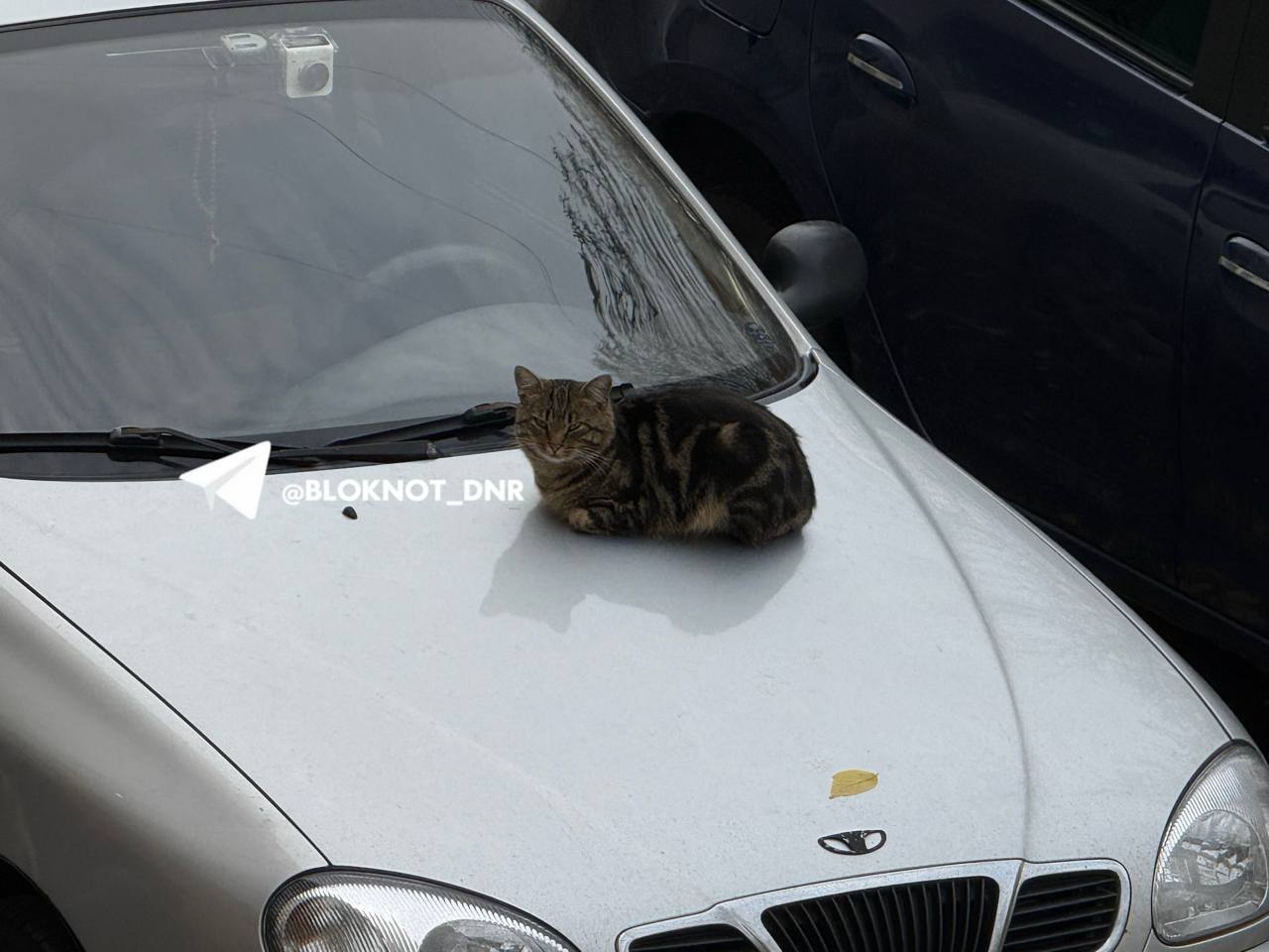 Донецкий осенний котейка пригрелся, пока мотор не остыл