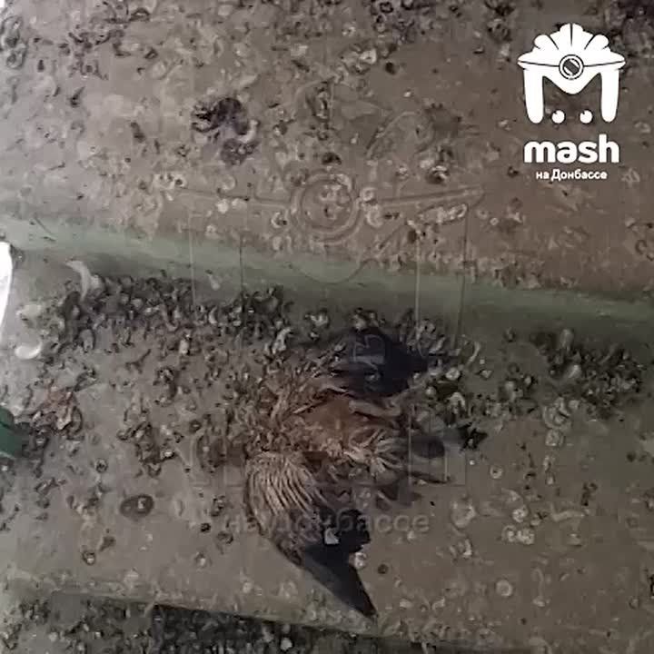 Птичий могильник появился на девятом этаже дома в центре Донецка