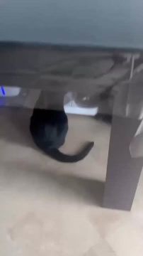 Кот показал, как совершить идеальное преступление