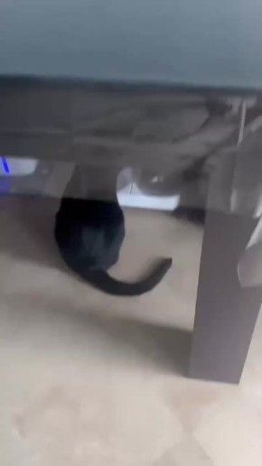 Кот показал, как совершить идеальное преступление