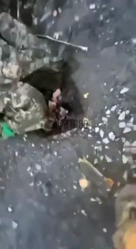 "Работайте, братья!" показали, как идет наполнение рефрижераторов трупами ВСУ под Покровском