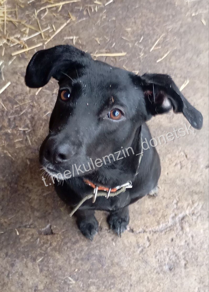 Алексей Кулемзин: Ежедневно сотрудники предприятия «Животные в городе» бережно заботятся о бездомных животных, оказывая им необходимую помощь Алексей Кулемзин: Ежедневно сотрудники предприятия «Животные в городе» бережно заботятся о бездомных животных, оказывая им необходимую помощь