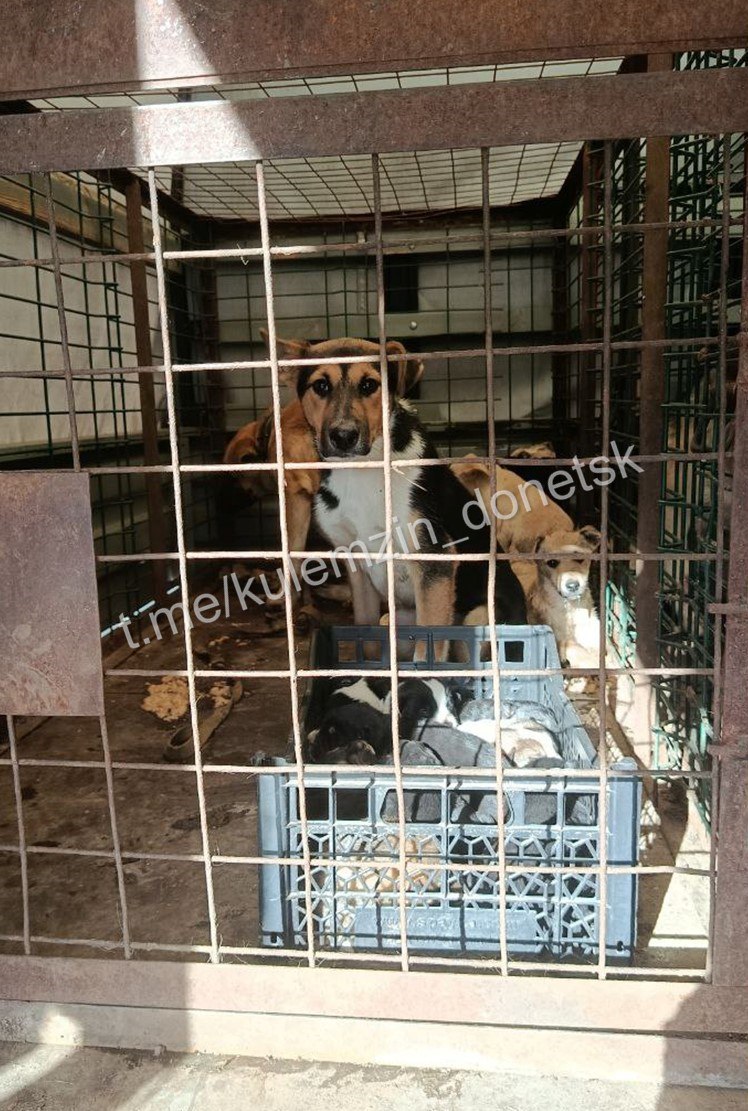 Алексей Кулемзин: Ежедневно сотрудники предприятия «Животные в городе» бережно заботятся о бездомных животных, оказывая им необходимую помощь Алексей Кулемзин: Ежедневно сотрудники предприятия «Животные в городе» бережно заботятся о бездомных животных, оказывая им необходимую помощь