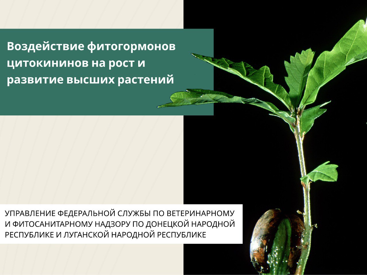 Цитокинины – это растительные гормоны и их искусственные аналоги, которые при определенных условиях стимулируют деление клеток, управляют ростом растений и отвечают за формирование их нормальной структуры и внешнего вида у...
