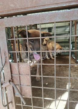 Алексей Кулемзин: Ежедневно сотрудники предприятия «Животные в городе» бережно заботятся о бездомных животных, оказывая им необходимую помощь