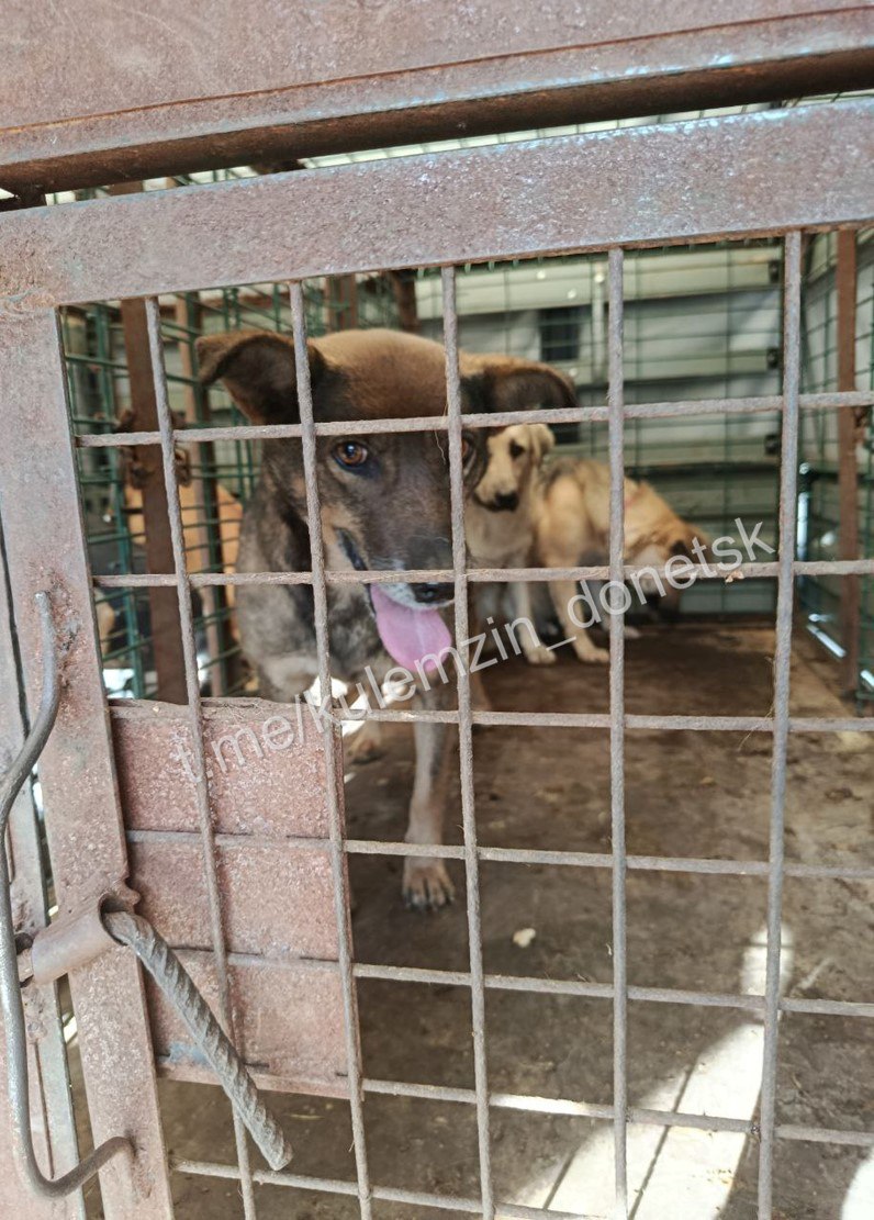 Алексей Кулемзин: Ежедневно сотрудники предприятия «Животные в городе» бережно заботятся о бездомных животных, оказывая им необходимую помощь