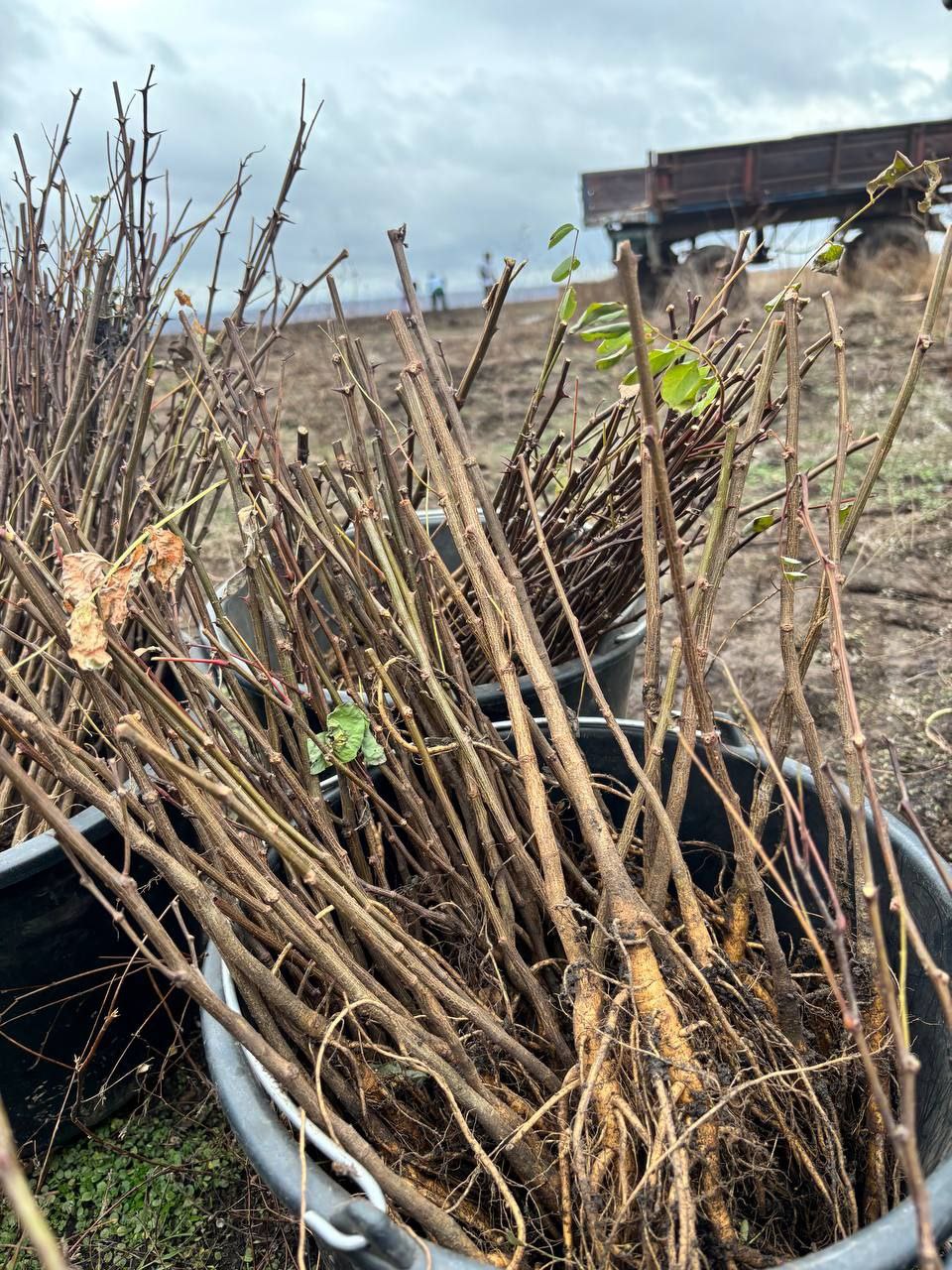 Сотрудники Минприроды ДНР приняли участие в акции «Сохраним лес» Сотрудники Минприроды ДНР приняли участие в акции «Сохраним лес»