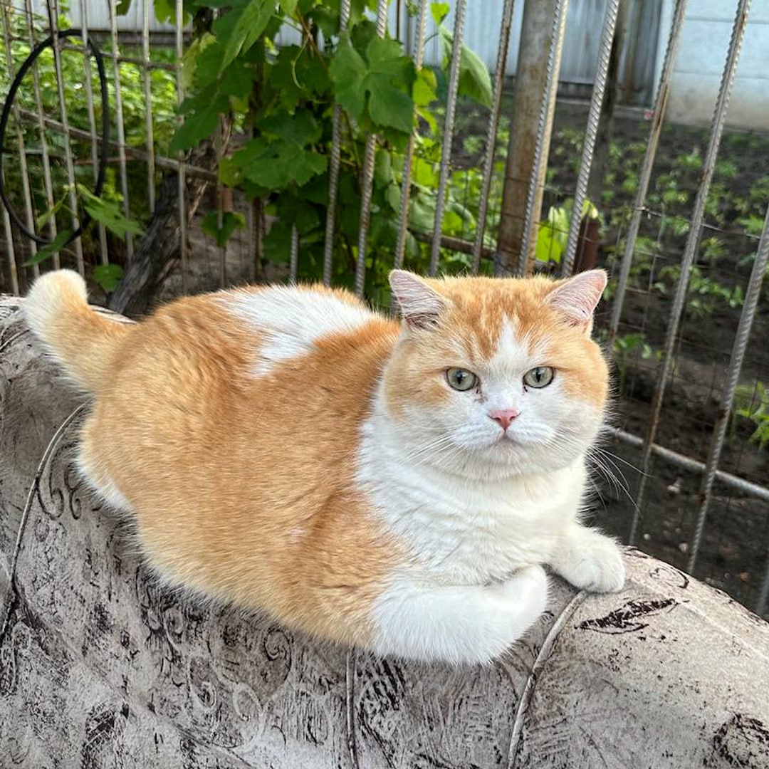 Срочная новость. Помогите найти этого рыже-белого красавчика из Донецка