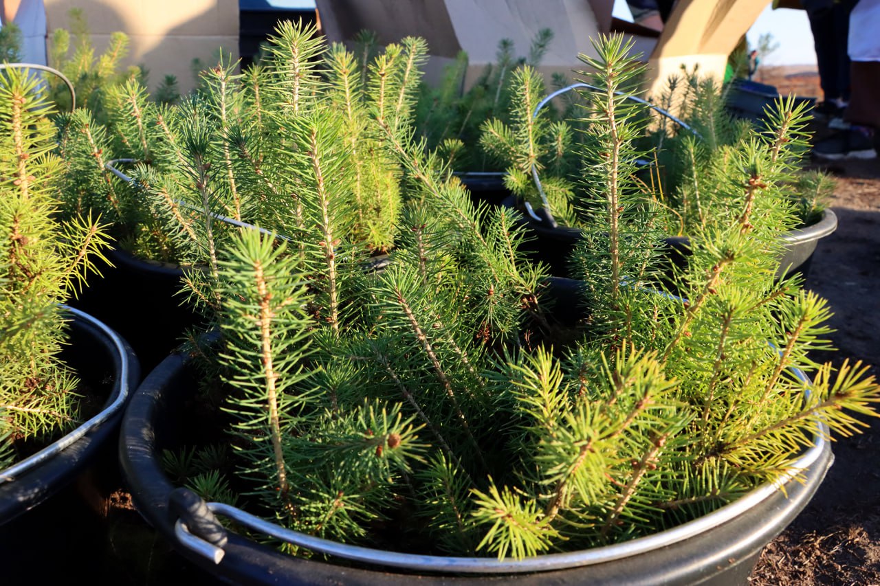 В ходе встречи губернатора Ленинградской области Александра Дрозденко с министром природных ресурсов и экологии ДНР Алексеем Шебалковым стороны договорились о поставке в республику 700 тысяч сеянцев сосны и ели