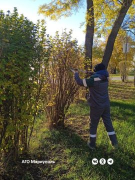 В Мариуполе коммунальщики ведут осенние работы по озеленению