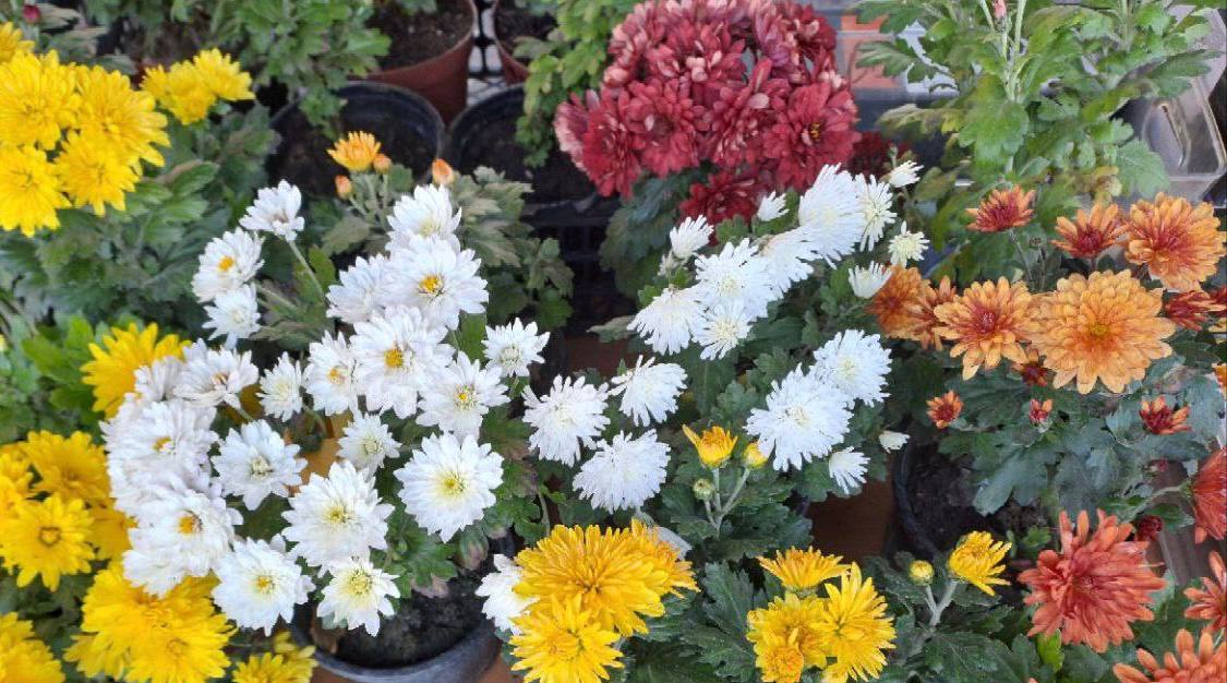 Еженедельная ярмарка в городе Мариуполь Еженедельная ярмарка в городе Мариуполь