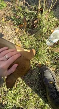 Щенка, упавшего в глубокую яму, спасли!