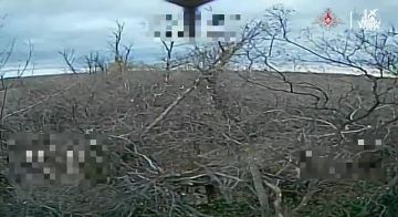 Наши Сахалинские земляки из отряда БЛА "Кайра" 39 гвардейской мотострелковой бригады ежедневно ведут охоту на живую силу и технику противника на Покровском направлении