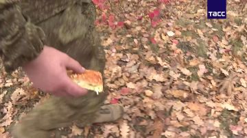 В ДНР бойцам на передовой приготовили пироги в День народного единства, рассказал ТАСС пекарь Анатолий Терешин