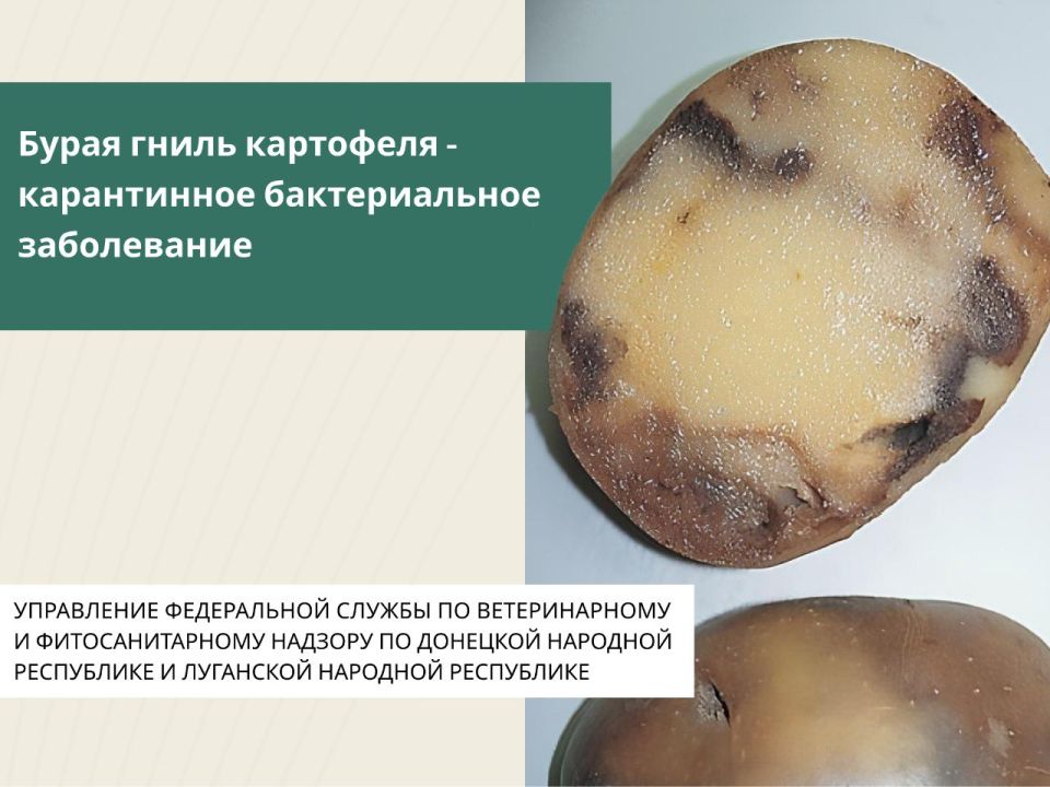 Бурая гниль картофеля - опасное заболевание, вызываемое бактерией Ralstonia solanacearum, является карантинным объектом для Российской Федерации