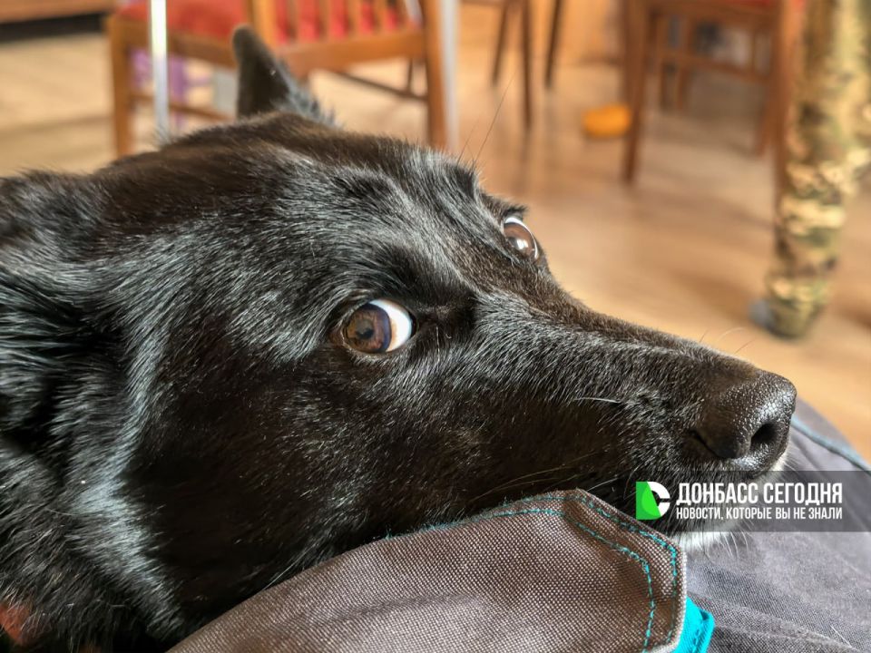 В Донецке начнут рейды против выгула собак на бульваре Пушкина