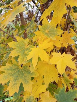 Оттенки мариупольской осени