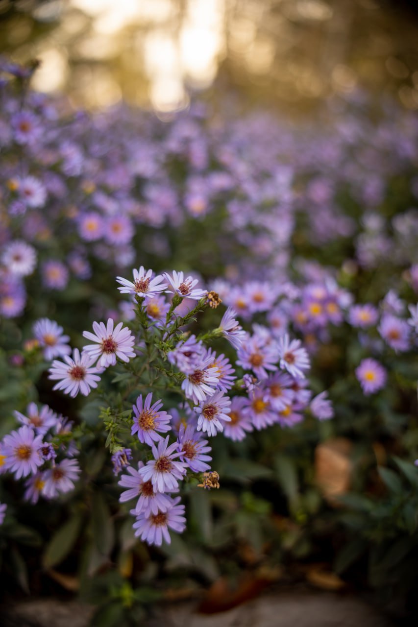 «Осень в цветах». 6 ноября в МБУ "Клуб "Прогресс" г. о. Торез прошло увлекательное тематическое занятие под названием «Осень в цветах», организованное для участников фотокружка «Гелиос» «Осень в цветах». 6 ноября в МБУ "Клуб "Прогресс" г. о. Торез прошло увлекательное тематическое занятие под названием «Осень в цветах», организованное для участников фотокружка «Гелиос»