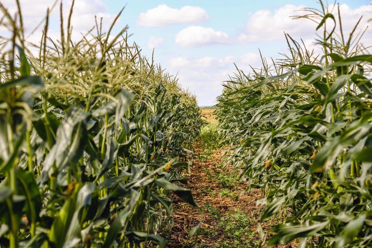 Порог вредоносности не превышен: сорняки на полях ДНР есть, но на урожай они не влияют