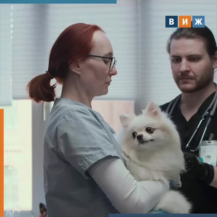 В Госдуме назвали сроки введения обязательной регистрации собак и кошек