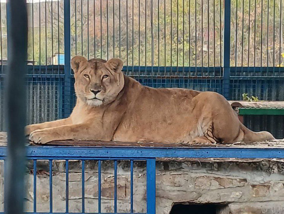 Зоопарк «Придорожный» покорил сердца женщин Докучаевска! Зоопарк «Придорожный» покорил сердца женщин Докучаевска!