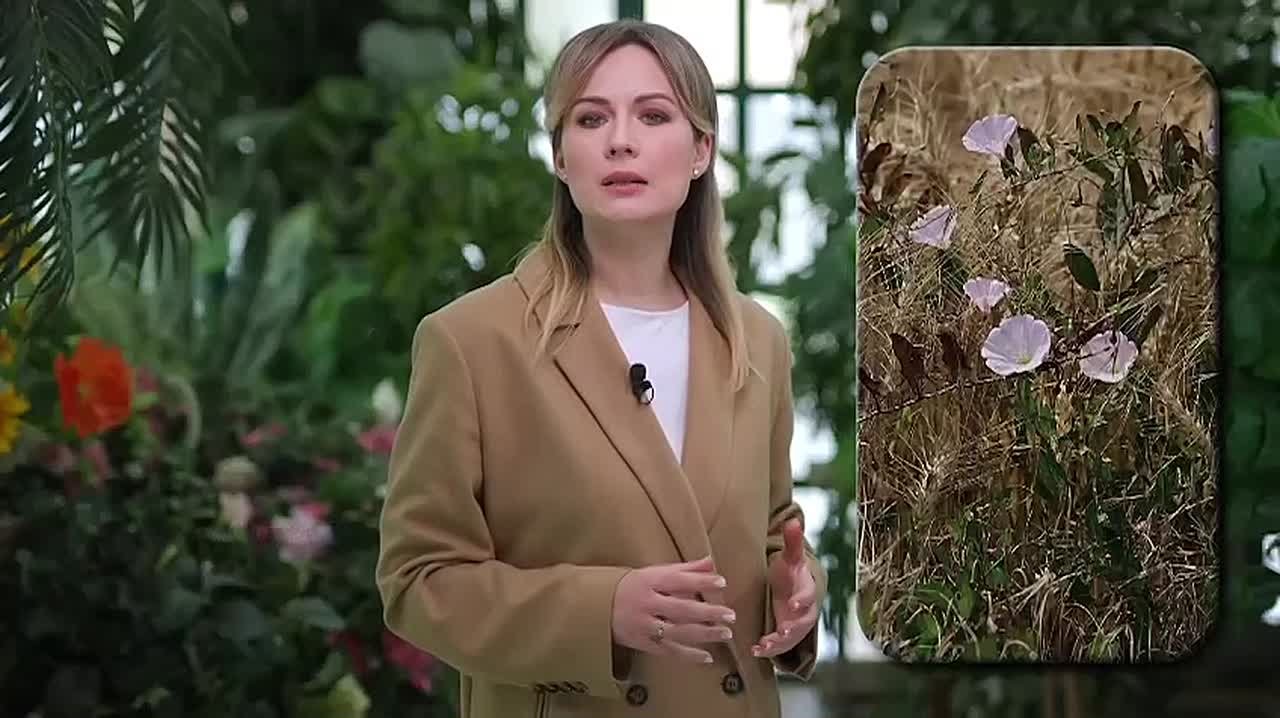 Вьюнок полевой — ядовитый многолетний сорняк