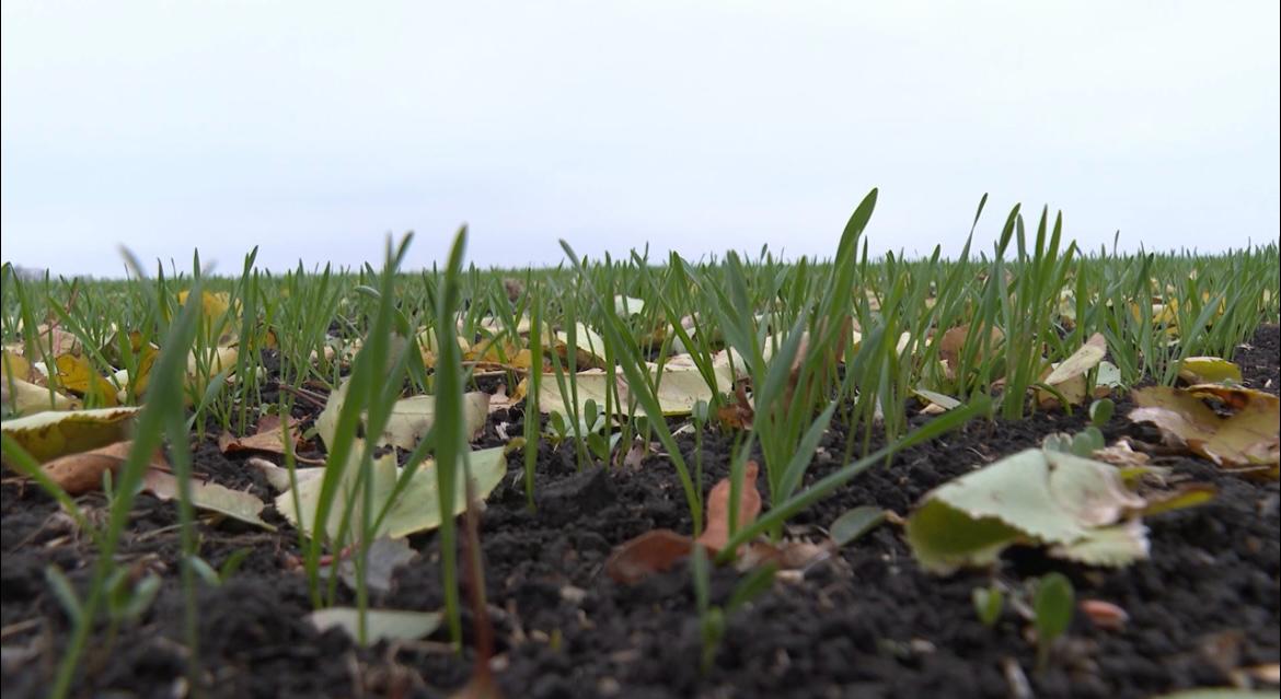 Урожай 2026 года начинается сейчас: сев озимых завершен