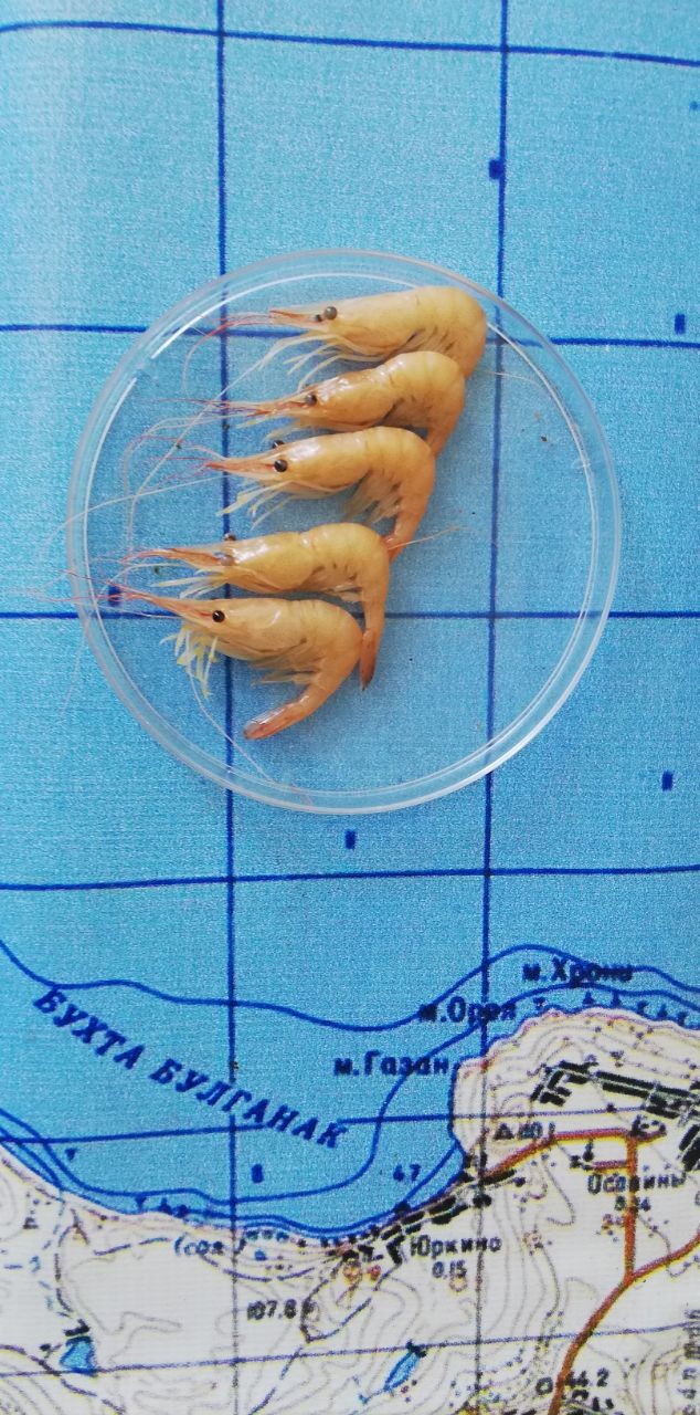 Море новых возможностей: креветки стали главным промысловым ресурсом Азовья