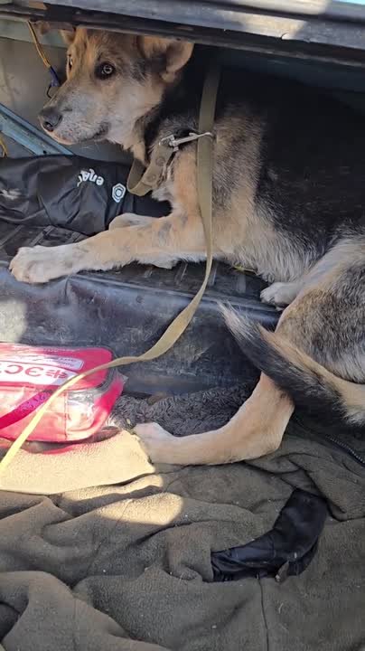 Военные спасли собак, которых порезали неизвестные живодеры в прифронтовых районах ДНР