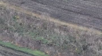 Почти два батальона ВСУ сдались под Покровском за месяц