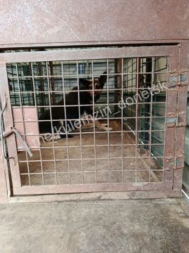 Алексей Кулемзин: Команда предприятия «Животные в городе» продолжает свою миссию, помогая бездомным животным