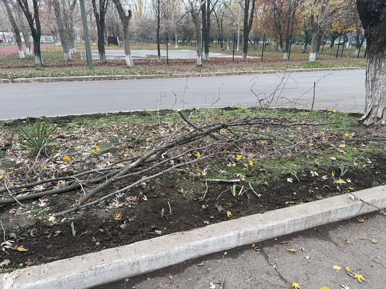 В Кировском выполнили санитарную обрезку деревьев В Кировском выполнили санитарную обрезку деревьев