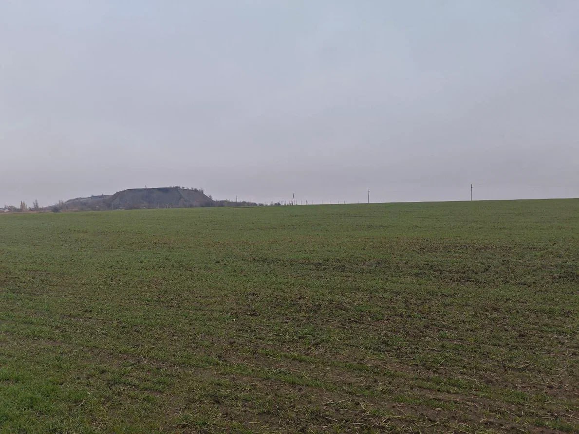 Россельхозцентр рассказал, как ливень повлиял на состояние озимых Россельхозцентр рассказал, как ливень повлиял на состояние озимых