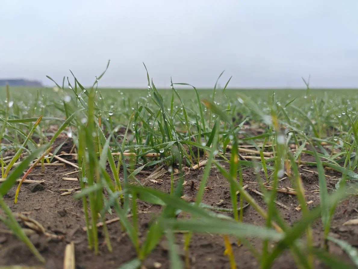 Россельхозцентр рассказал, как ливень повлиял на состояние озимых