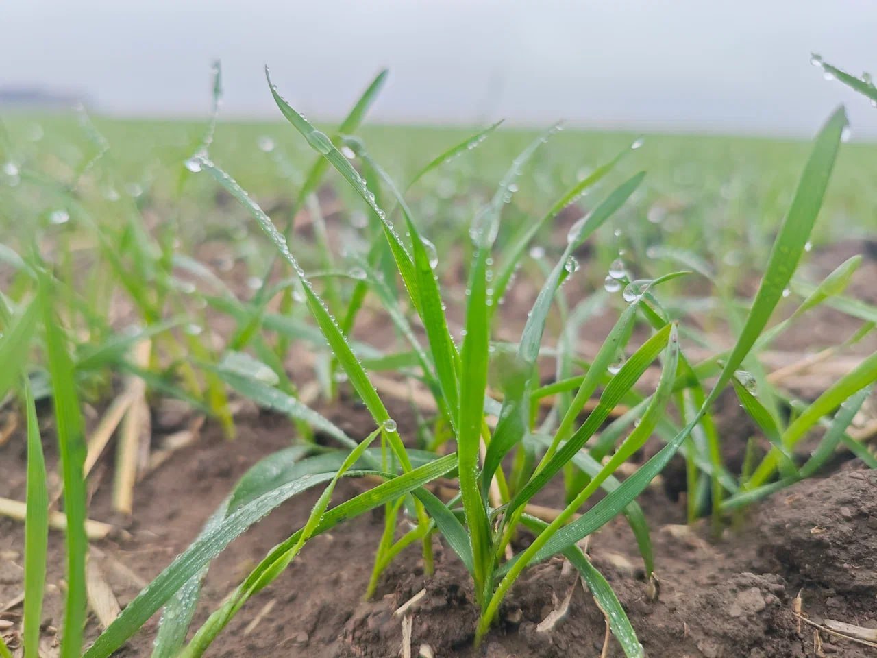 Россельхозцентр рассказал, как ливень повлиял на состояние озимых