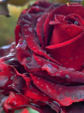 Доброе утро!. #НашОкруг #ЕнакиевоВобъективе #ТалантыЕнакиево