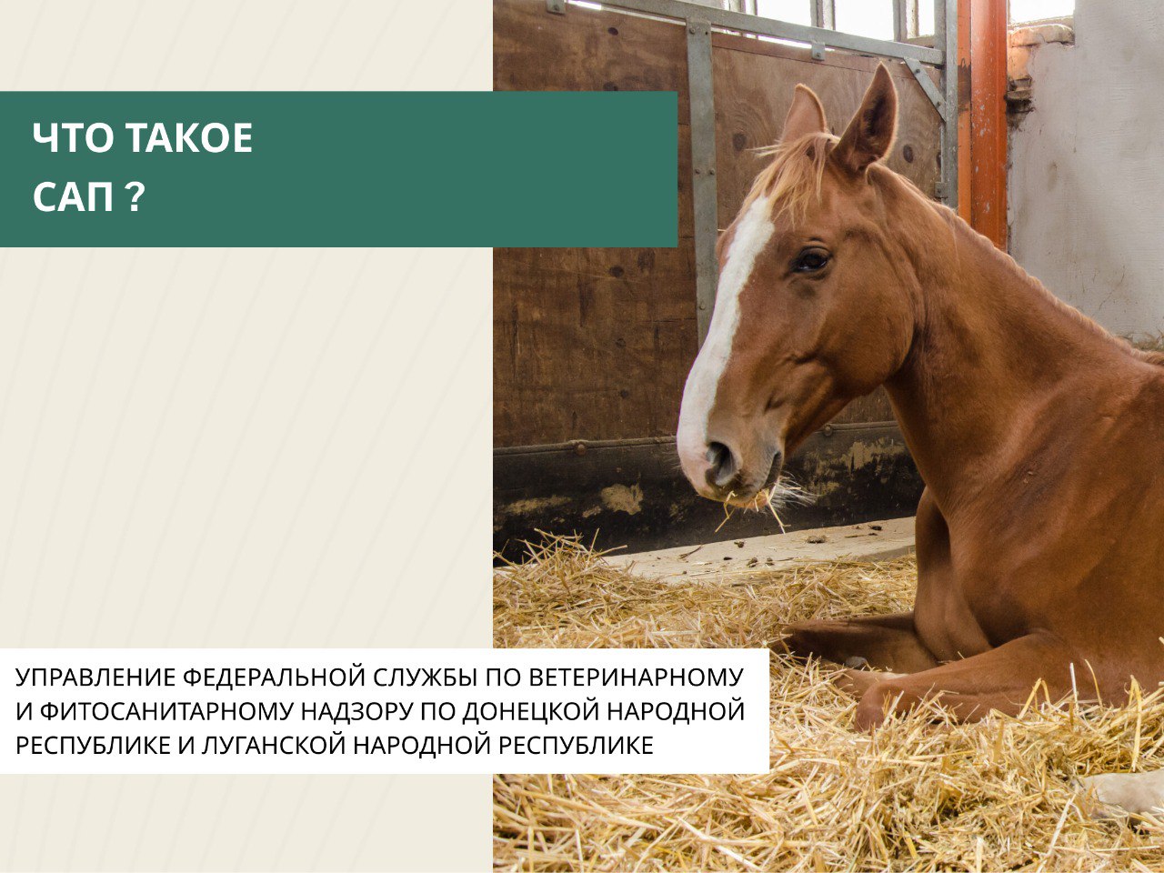 Сап — особо опасное заболевание, поражающее непарнокопытных