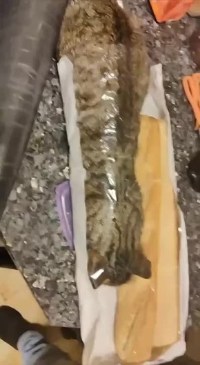 Автор купил один багет, а второй не спрашивал и приполз сам!