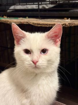 Вот такая красота осталась бесхозной в Москве и скоро будем вынуждены возвращать его в Донецк из Москвы