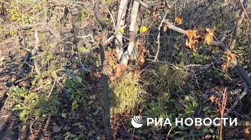 Бойцы подразделения разведки группировки "Южная" 3-й общевойсковой армии провели успешную операцию по уничтожению позиции ВСУ в тылу под Северском в ДНР