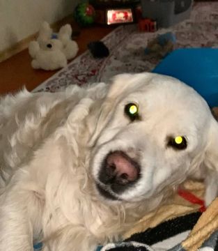 Помогите найти пропавшего любимца!