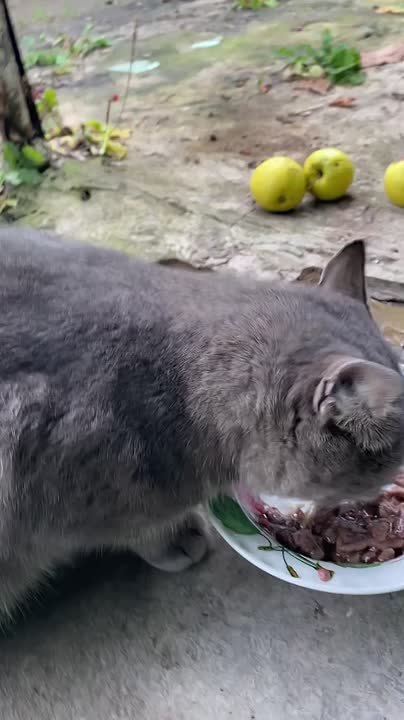 Дмитрий Стешин: Как поживает #моя донецкая киса? Извольте