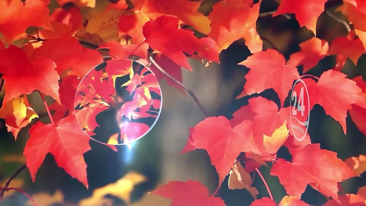 Мы в Telegram. Мы в МАХ